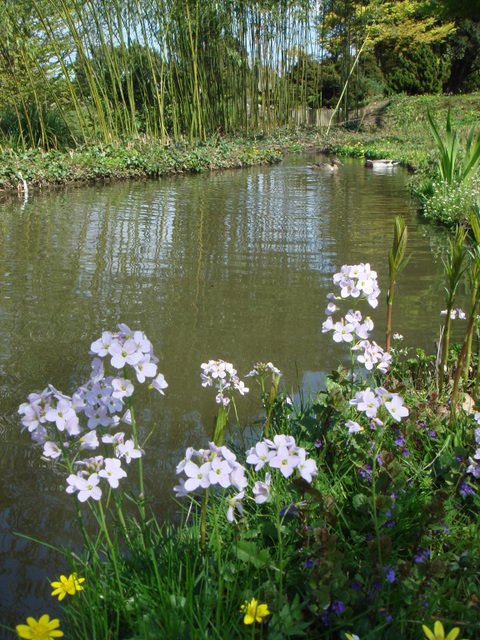 Cardamine pratensis